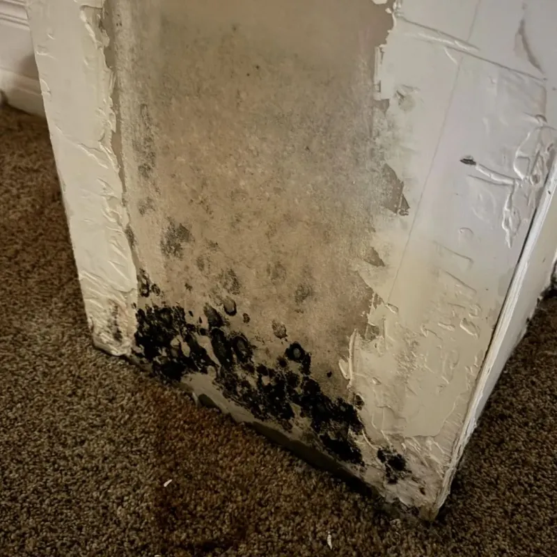 Professional Mold Removal in Carson City, MI